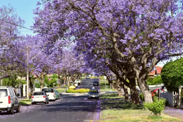 Định cư bang South Australia: Adelaide