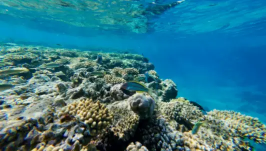 Định cư Cairns: Thành phố nhiệt đới bắc Queensland
